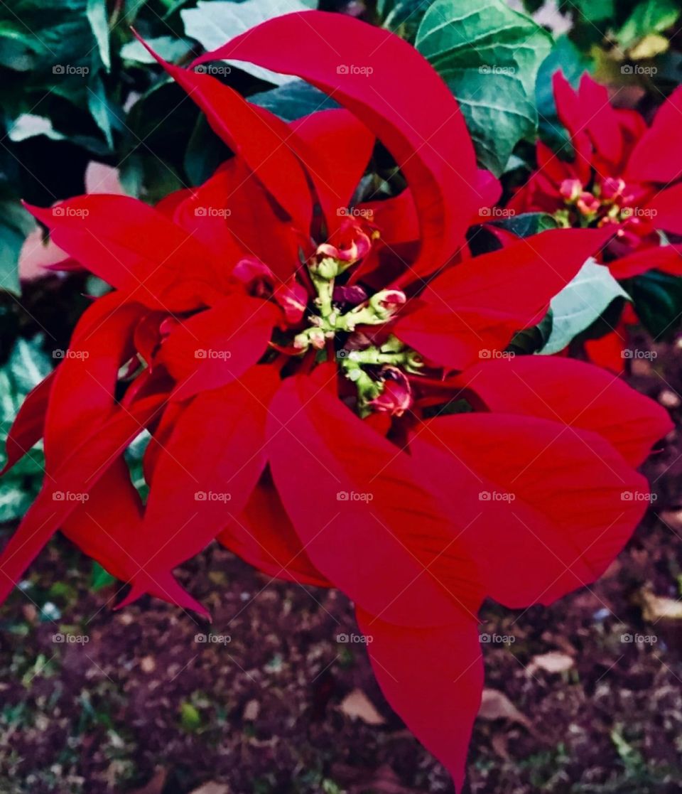 🌹 🇺🇸 Very beautiful flowers to brighten our day.  Live nature and its beauty. Did you like the delicate petals? / 🇧🇷 Flores muito bonitas para alegrar nosso dia. Viva a natureza e sua beleza. Gostaram das pétalas delicadas? 