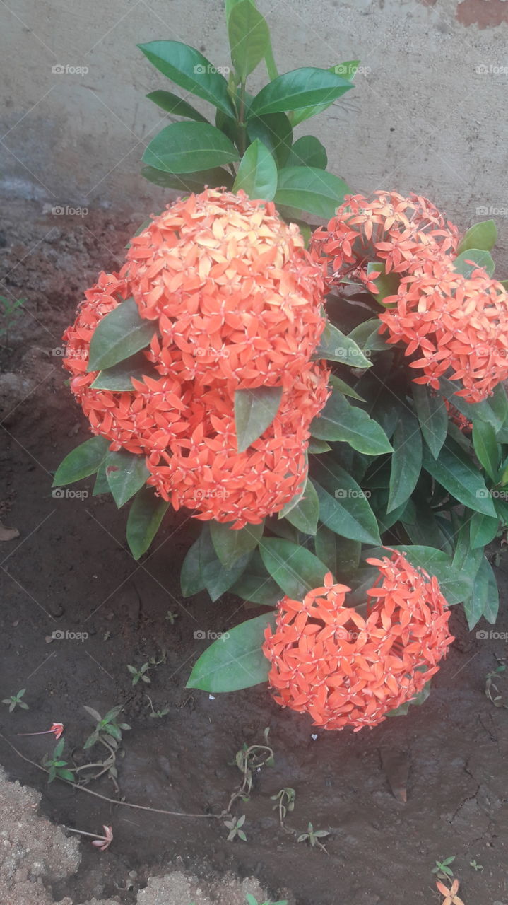 Orange flower bunch