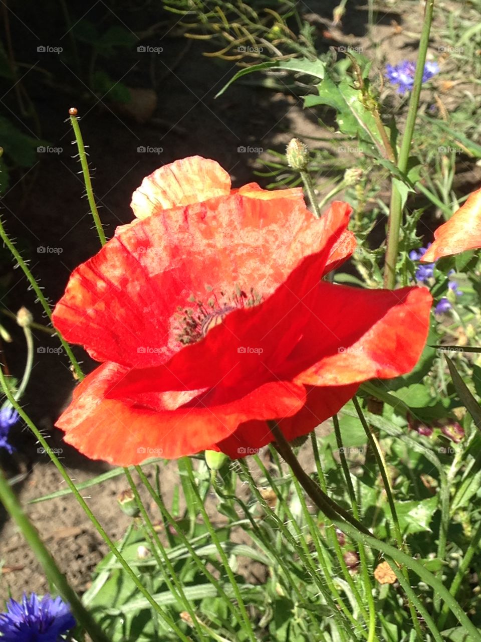 Red poppy