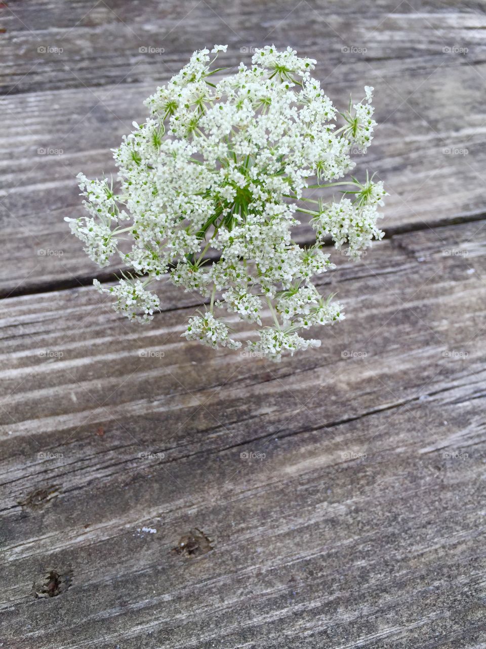 Queen Anne Lace fowler /weed on weathered wood table.
