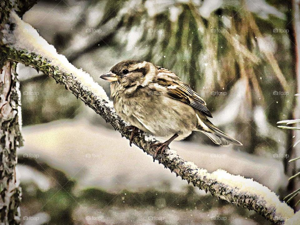 wintery bird