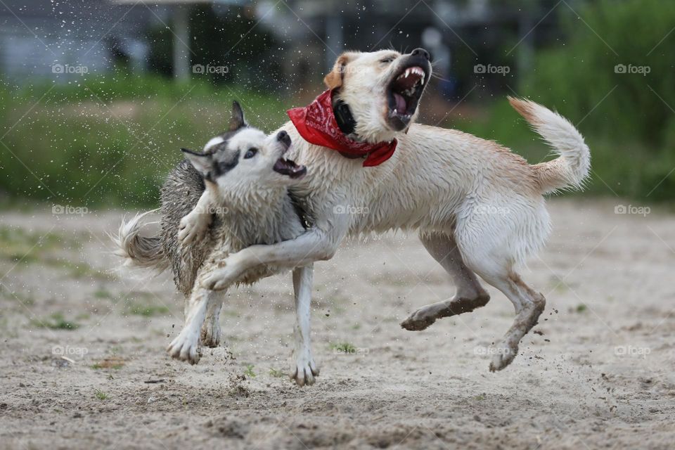 Cute Labrador and husky dogs playing on the beach