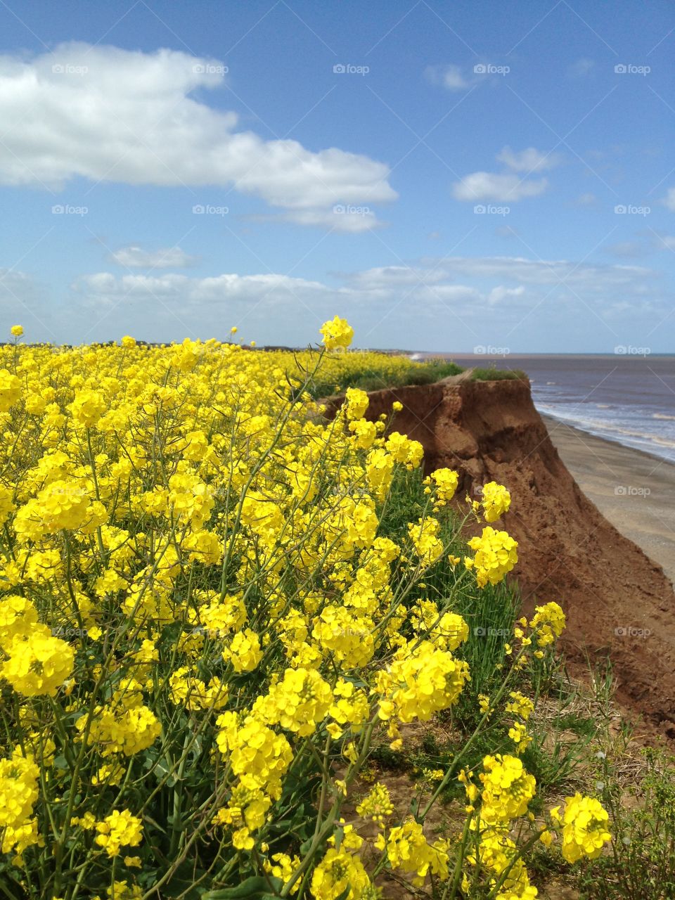 Fields of yellow