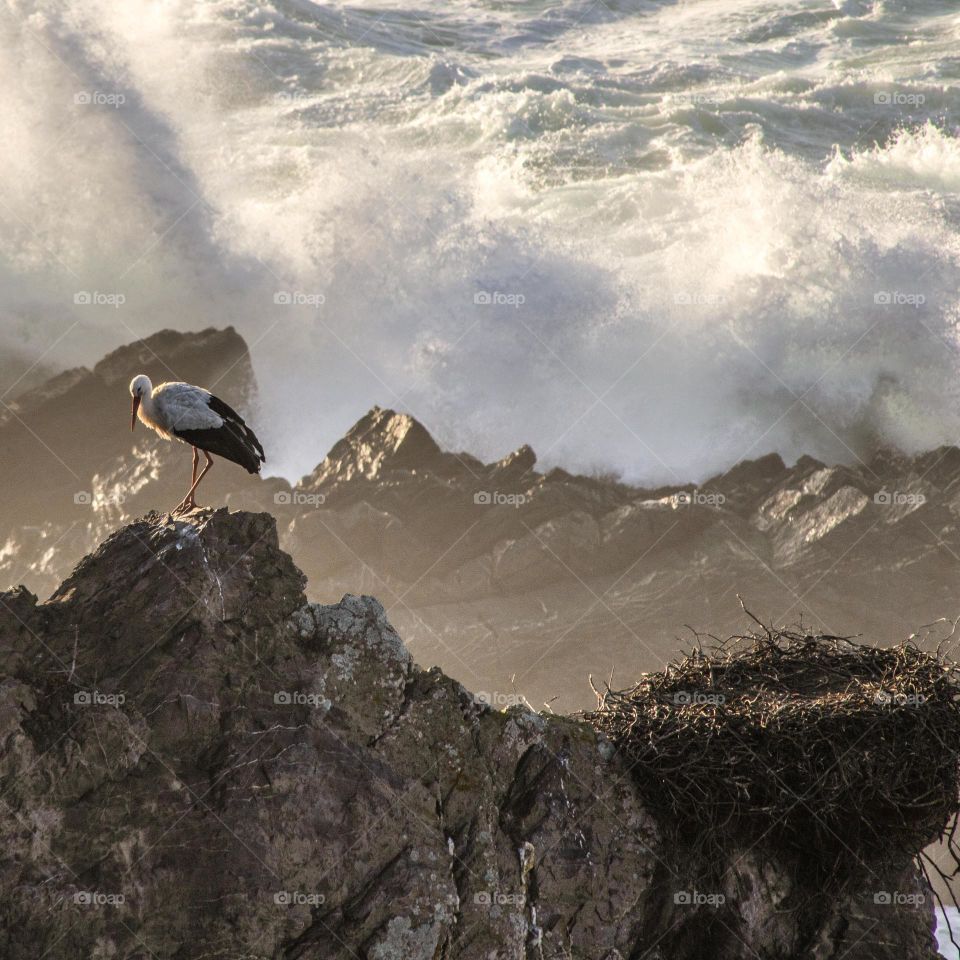 Stork on rock at atlantic ocean