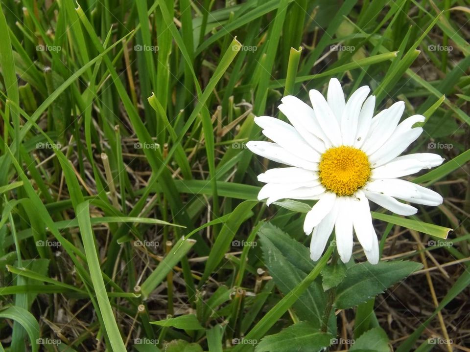 daisy. daisy in the grass