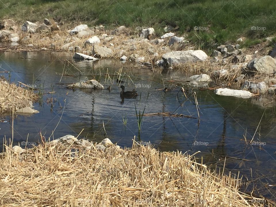 Baby And Mommy Ducks. Copyright © CM Photography May 2019. 