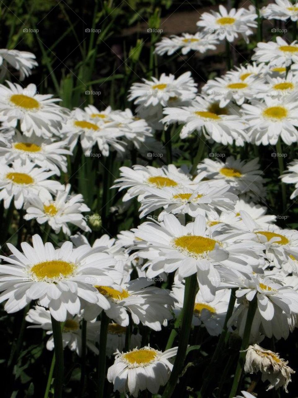 White Daisies