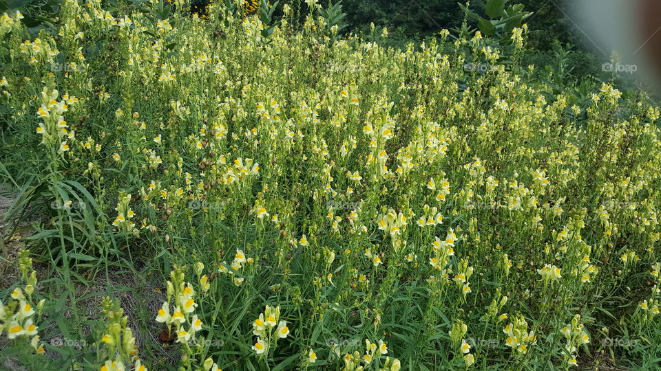 Nature, Flower, Summer, No Person, Flora