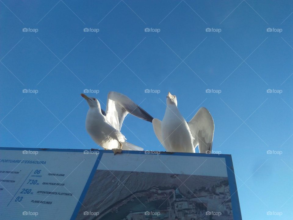 Two seagulls on panel at essaouira city in Morocco