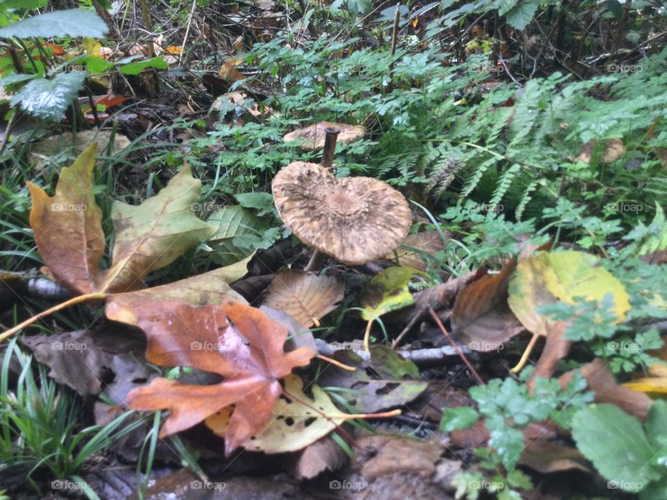 A Pair of Mushrooms surrounded by leaves in the Forest 