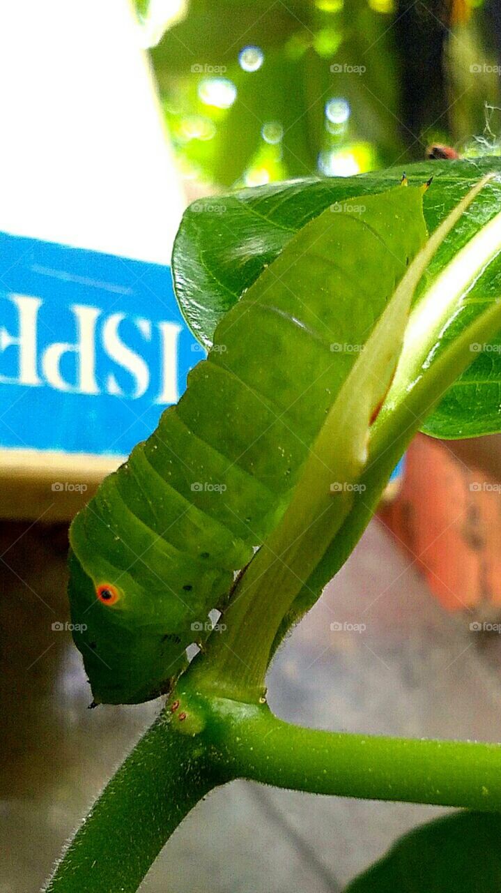 Caterpillars /ˈkætərˌpɪlər/ are the larval stageof members of the order Lepidoptera (the insect order comprising butterflies and moths).