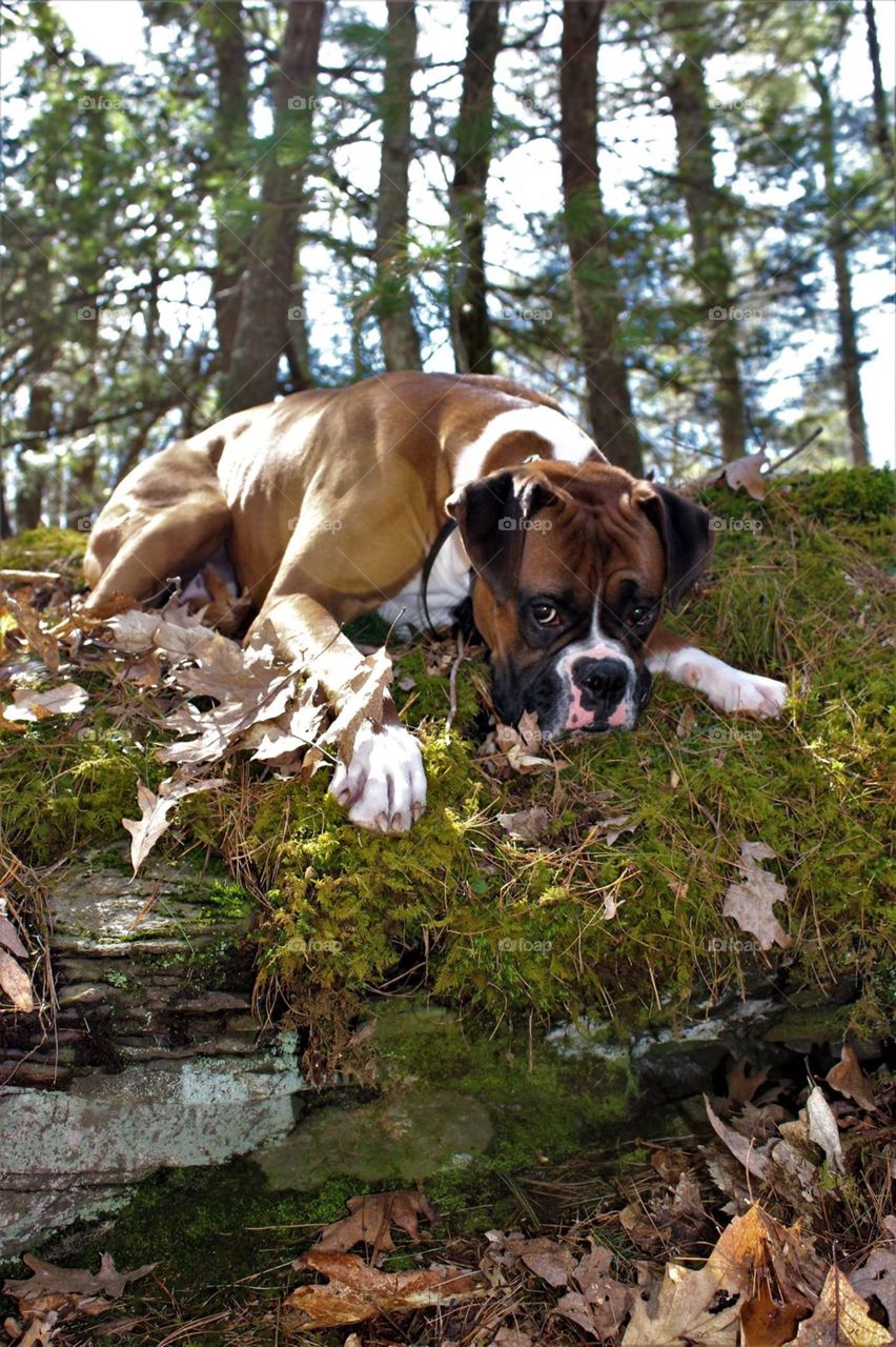 A young boxer tired after his day of hiking in Pike County Pennsylvania USA