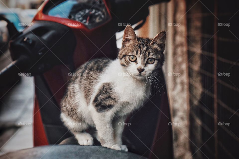 Cute cat on a motorbike