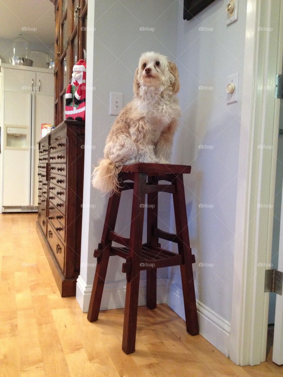 Toby on stool