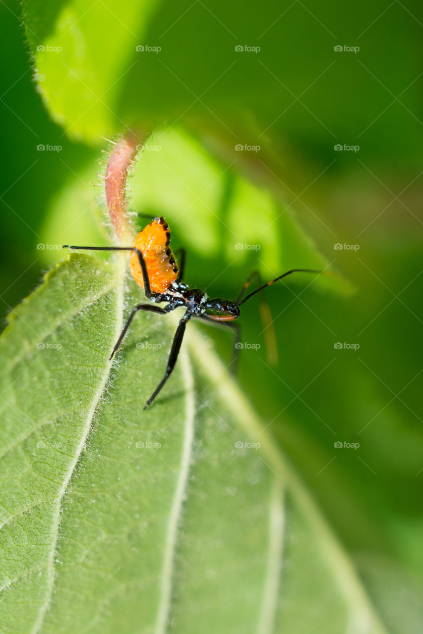 Assassin Bug Nymph Insect Close Up on a Leaf