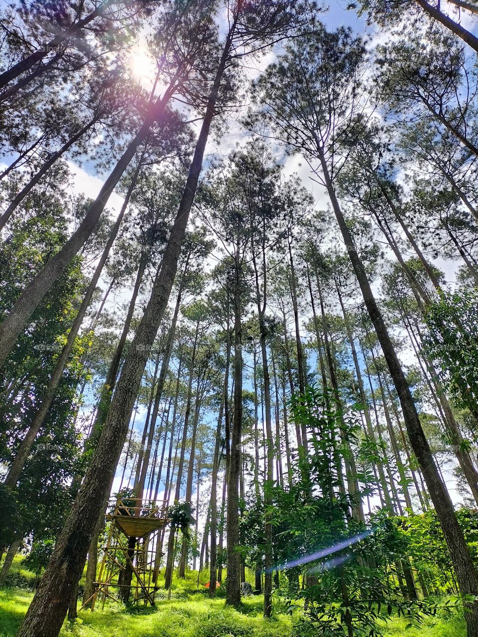 a picture of a pine forest that is still sustainable and used as a park