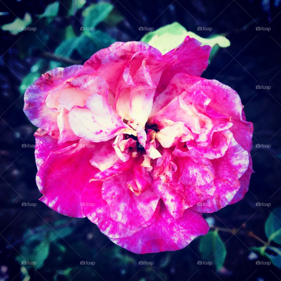 🌺 Fim de #cooper!
Suado, cansado e feliz, alongando e curtindo a beleza das #flores cor de #rosa. 
Que tal essa #roseira de pétalas vibrantes?
🏁
#corrida #treino #flor #flowers #pétalas #pétala #jardim #jardinagem #garden