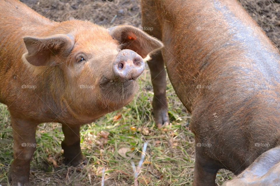 Close-up of pigs