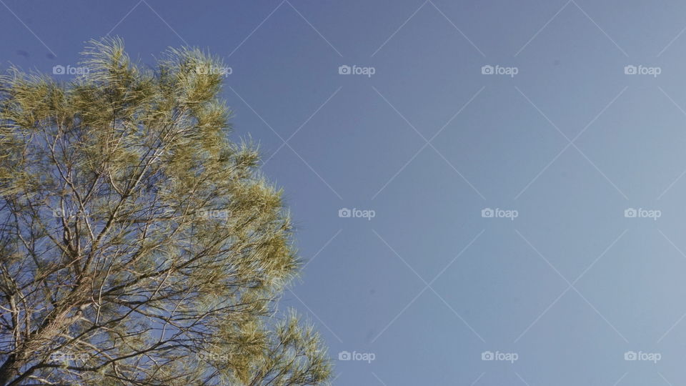 The beauty of the tree