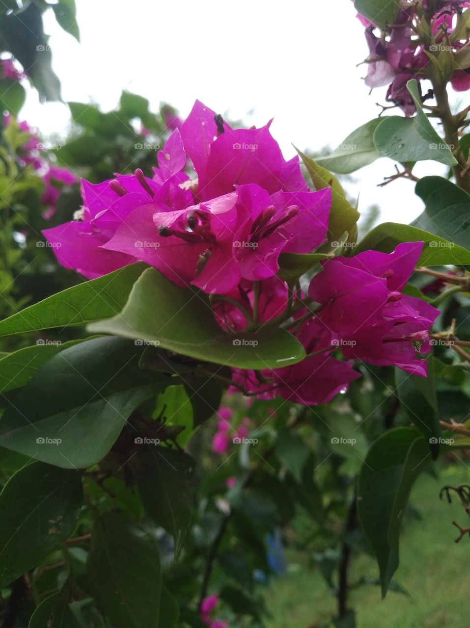 boganvaliya pink flower seasonal fresh shurb small size looks very beautiful generally found everywhere