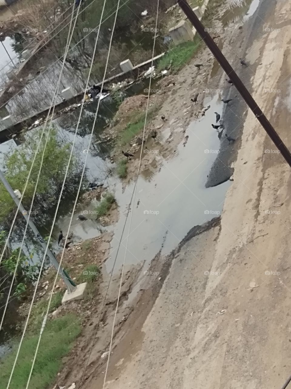 crow water drinking and bathing