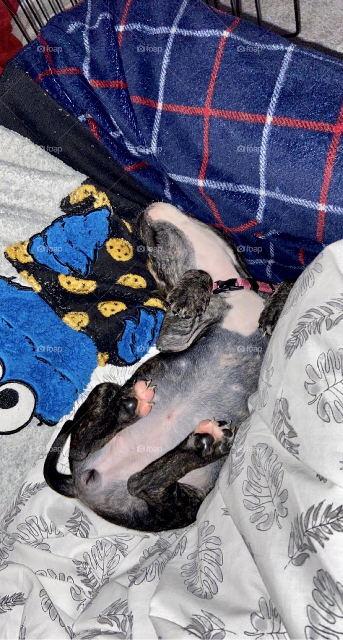 This is our new Staffordshire Bull Terrier called Stella. Stella is now just over 9 weeks old and we have now had Stella 1 week today (18/12/21). She’s the cutest little pupster going! Of course I’m biased! 🥰