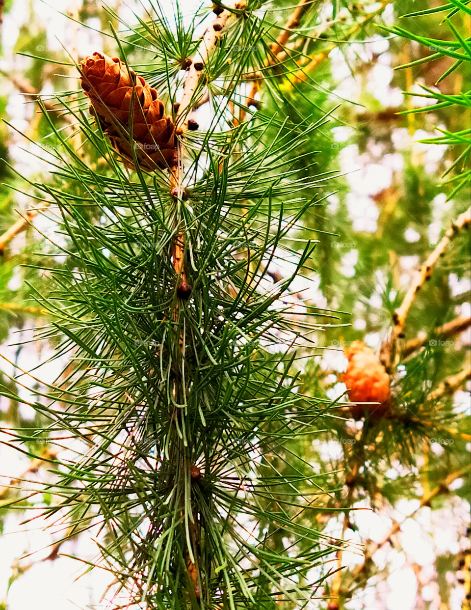 Pine cone