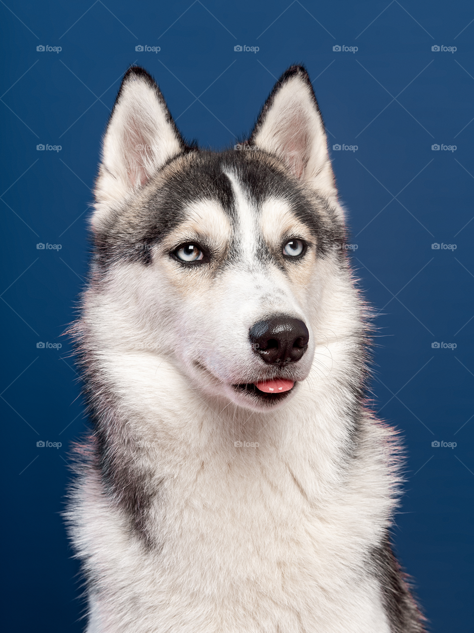 Cachorro da raça husky siberiano de olhos azuis com língua de fora