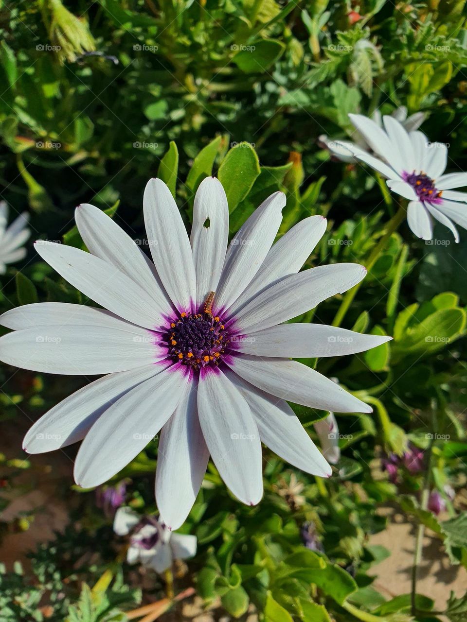 White Daisy with a Touch of Purple