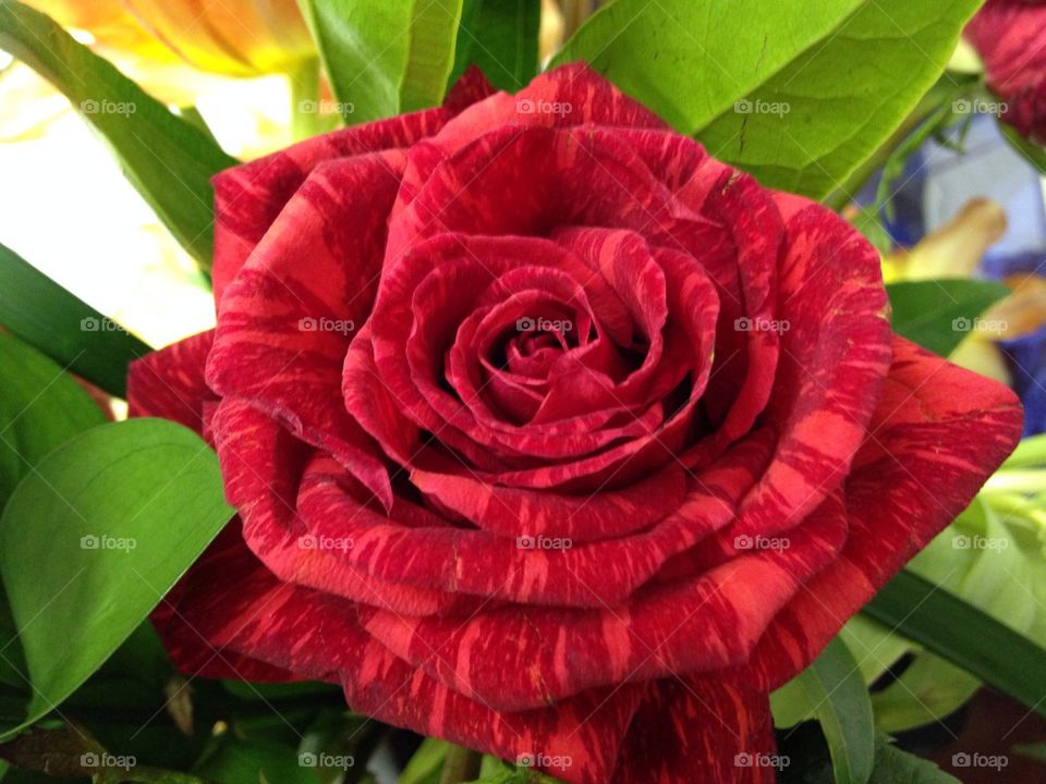 Tiger red rose