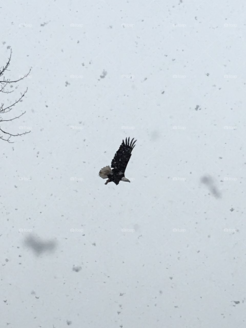Bald eagle in the snowfall. 