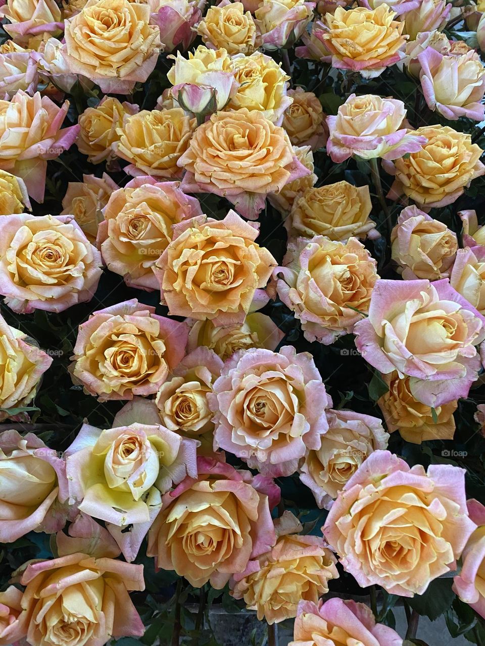 Sunset coloured roses