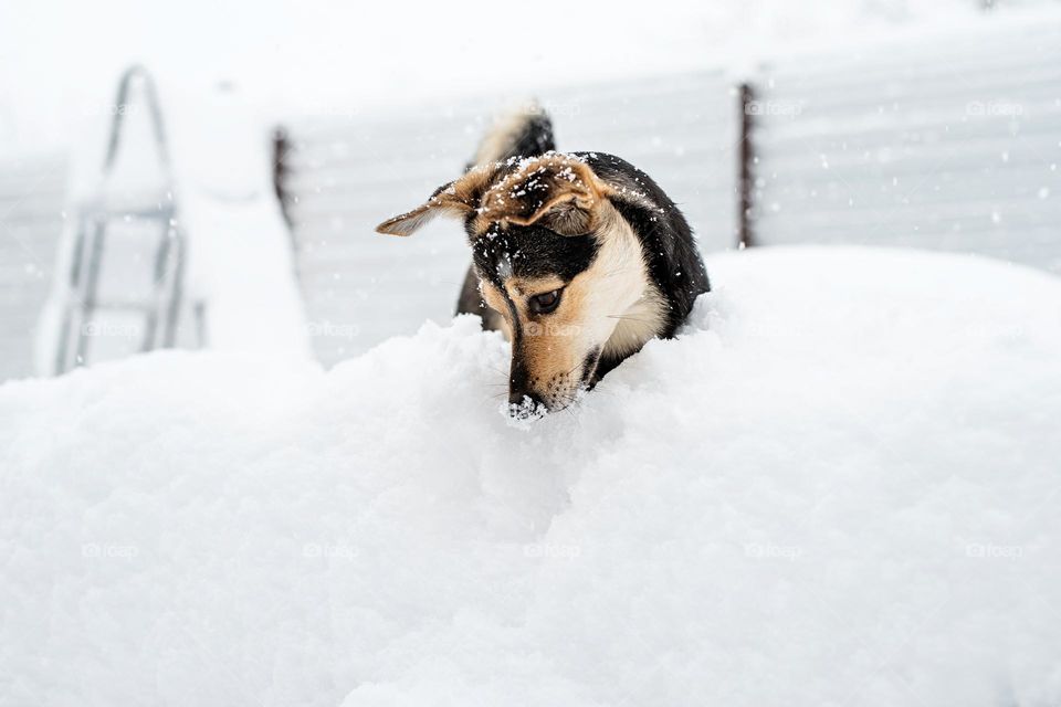 walking the dogs in winter