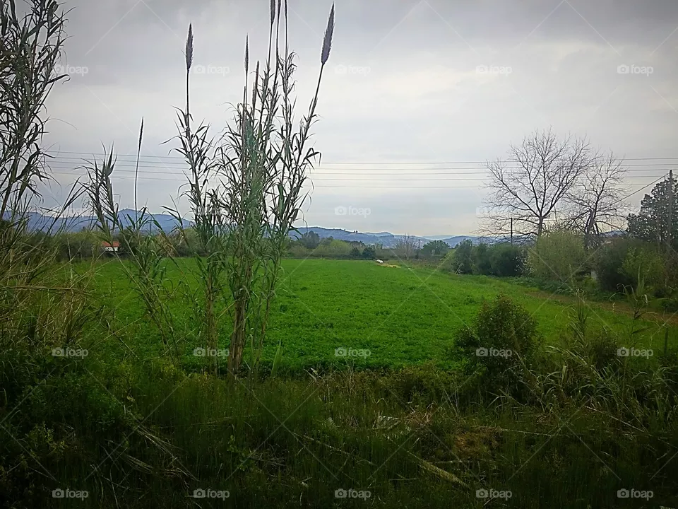 field