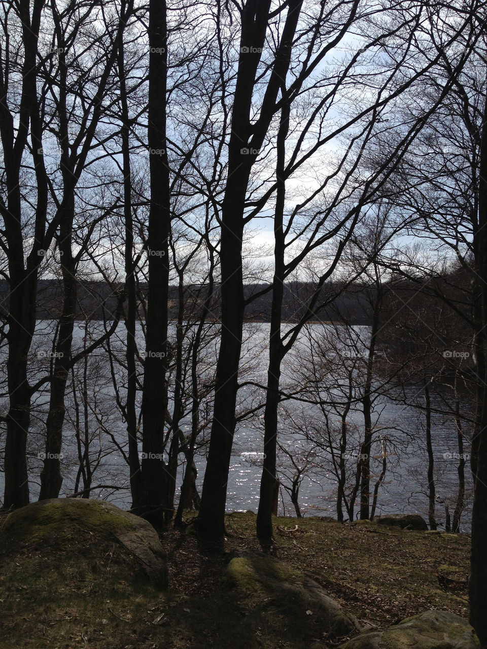 spring sunny trees lake by lemonique