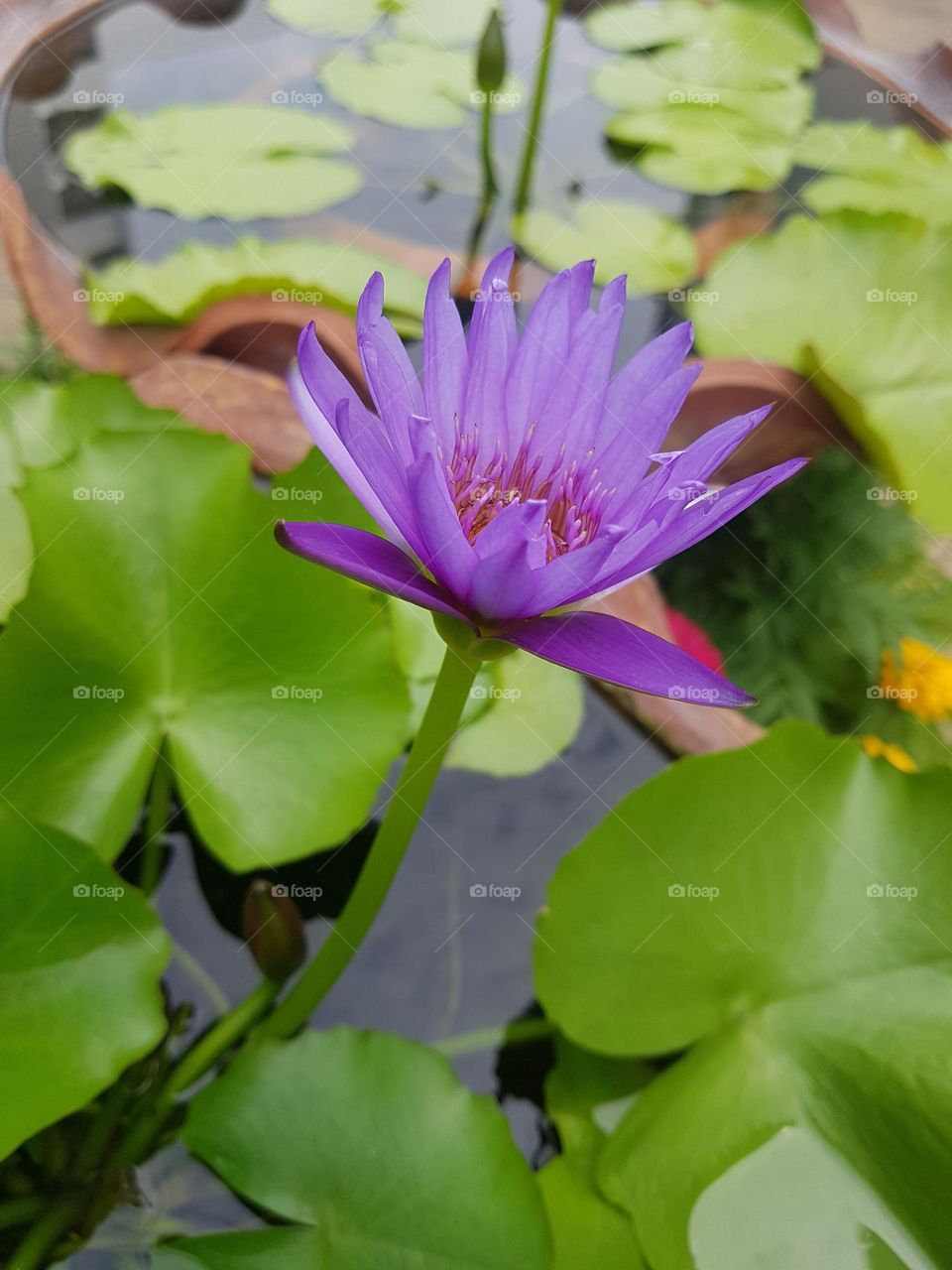 Lotus in the garden