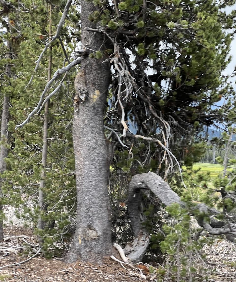 Twisted trees on the trails 