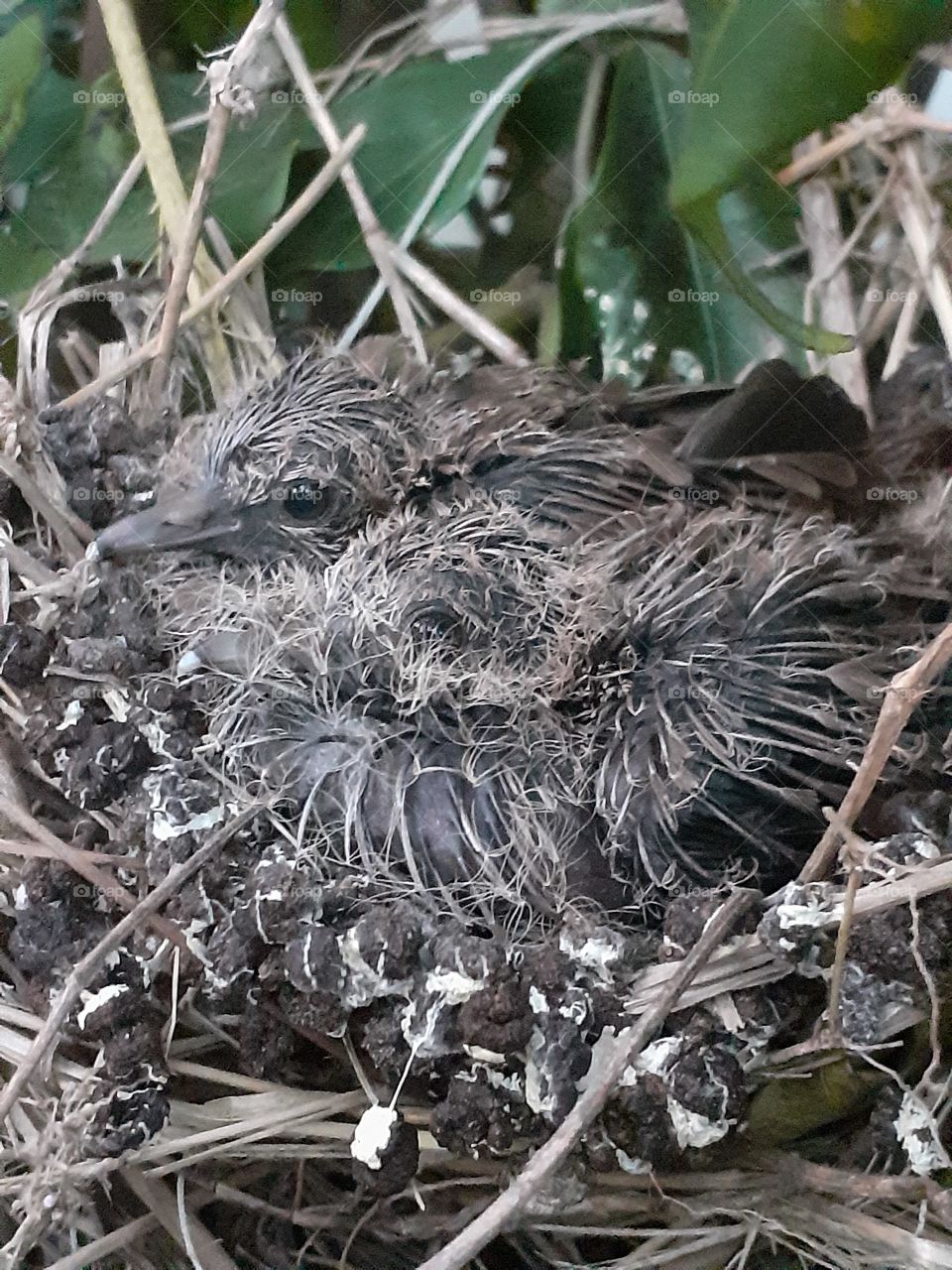 Meu presente de Natal antecipado
