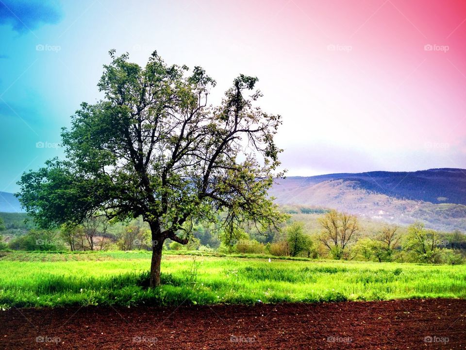 lonely tree