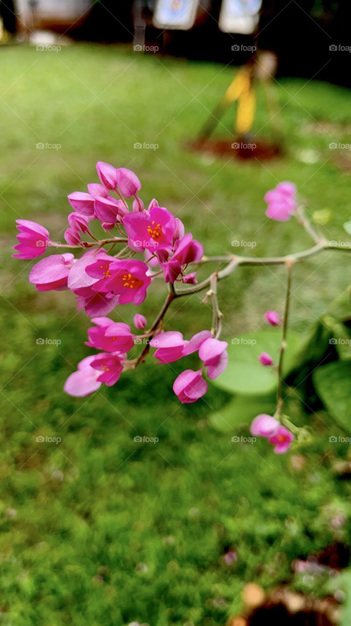 Tiny pink flowers in closeup captures