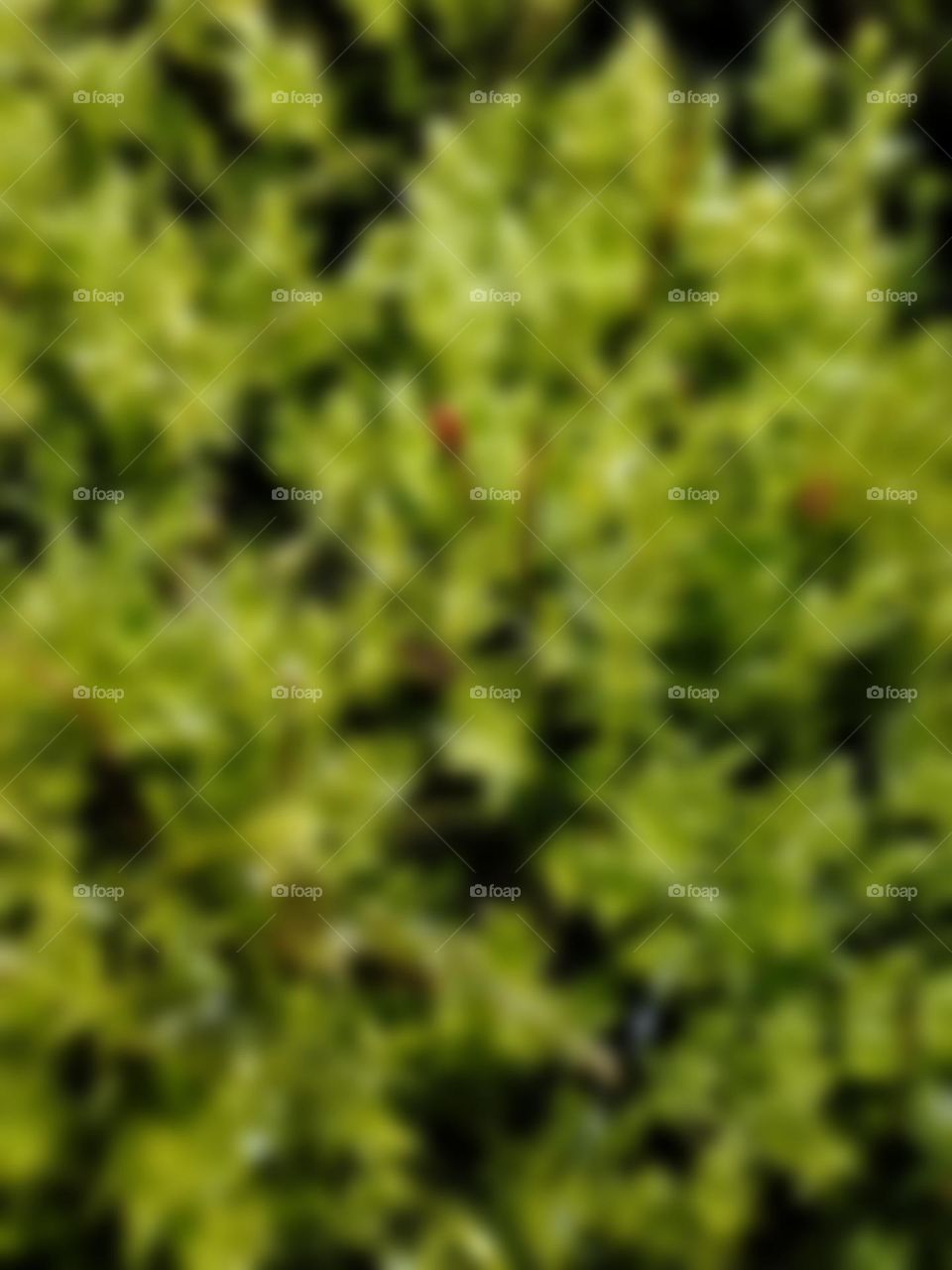 Light green blur moss background, botanical background, nature textures, herbal background