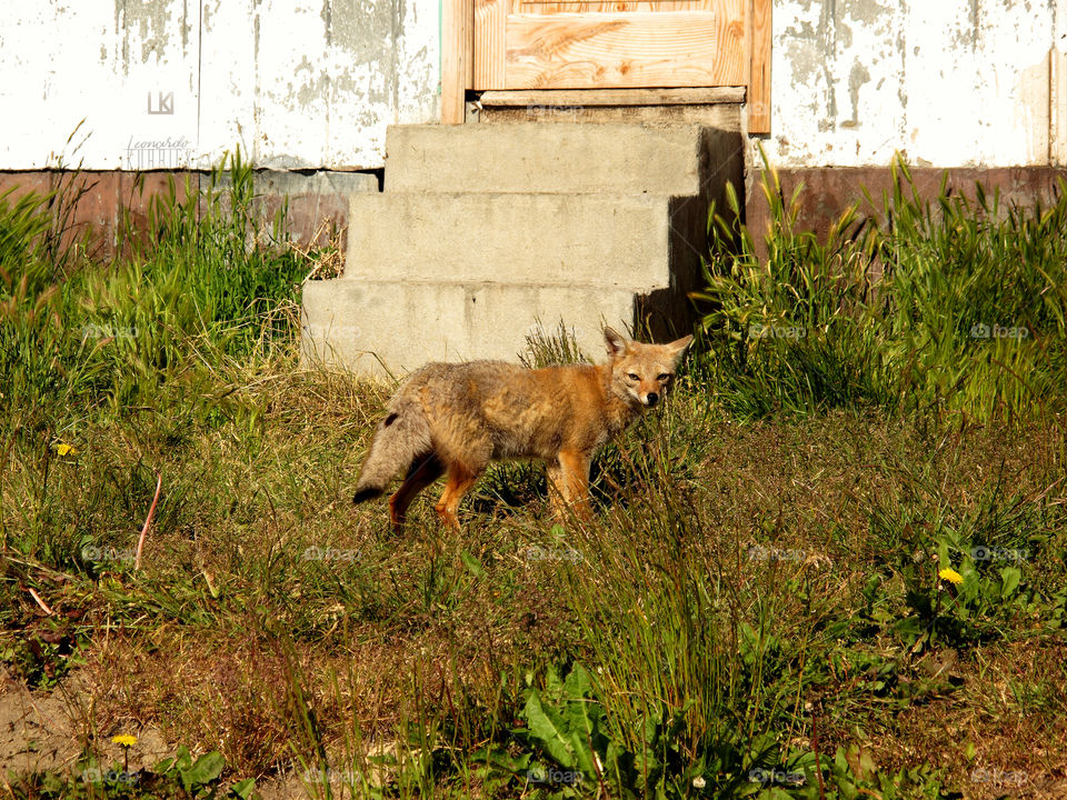 FOX STARE -•- Leonardo Kubrick