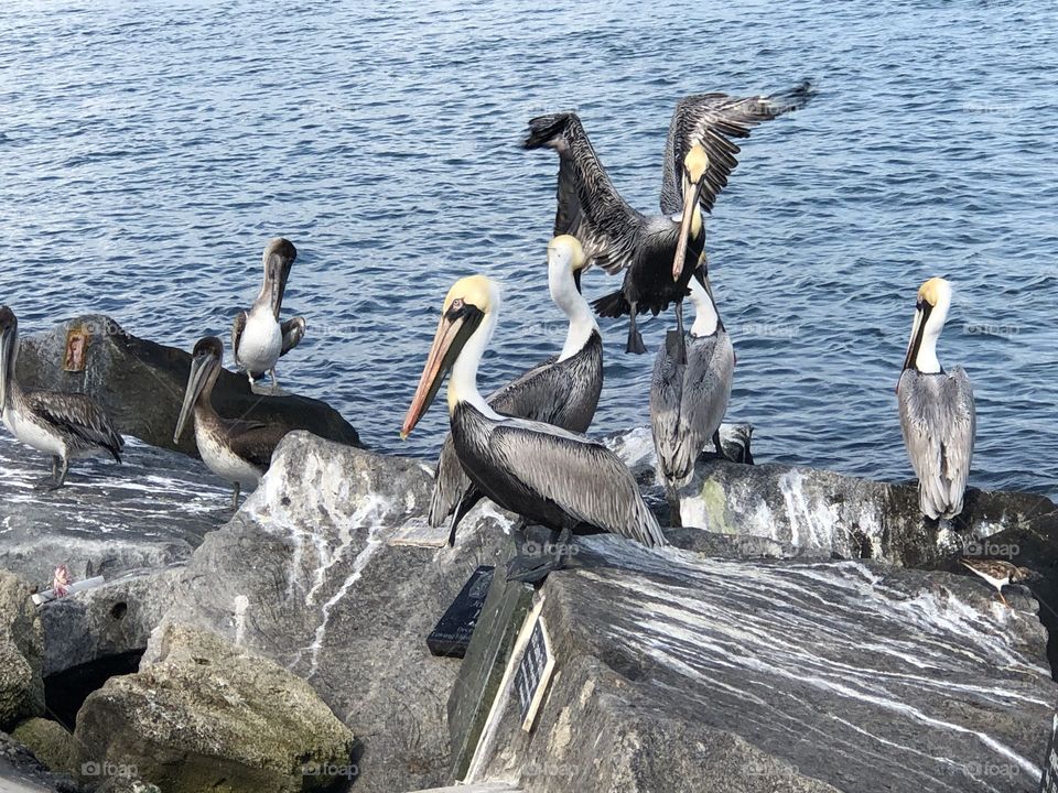 Pelicans 