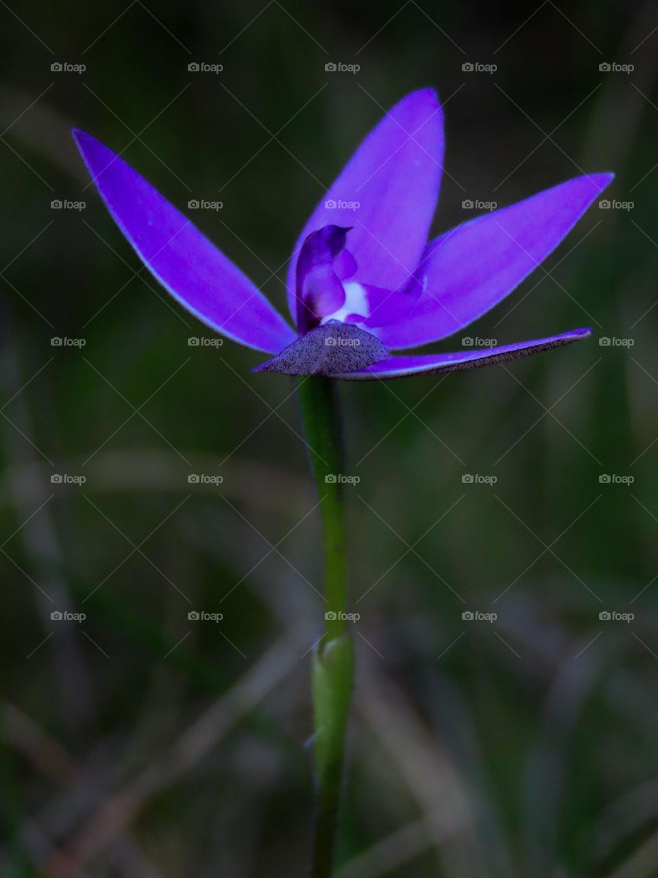 Purple flower amongst a Forrest 
