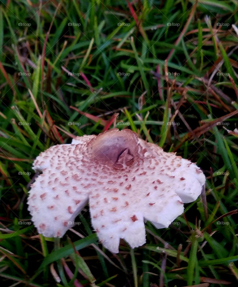 mushroom that looks like it wants to me a flower