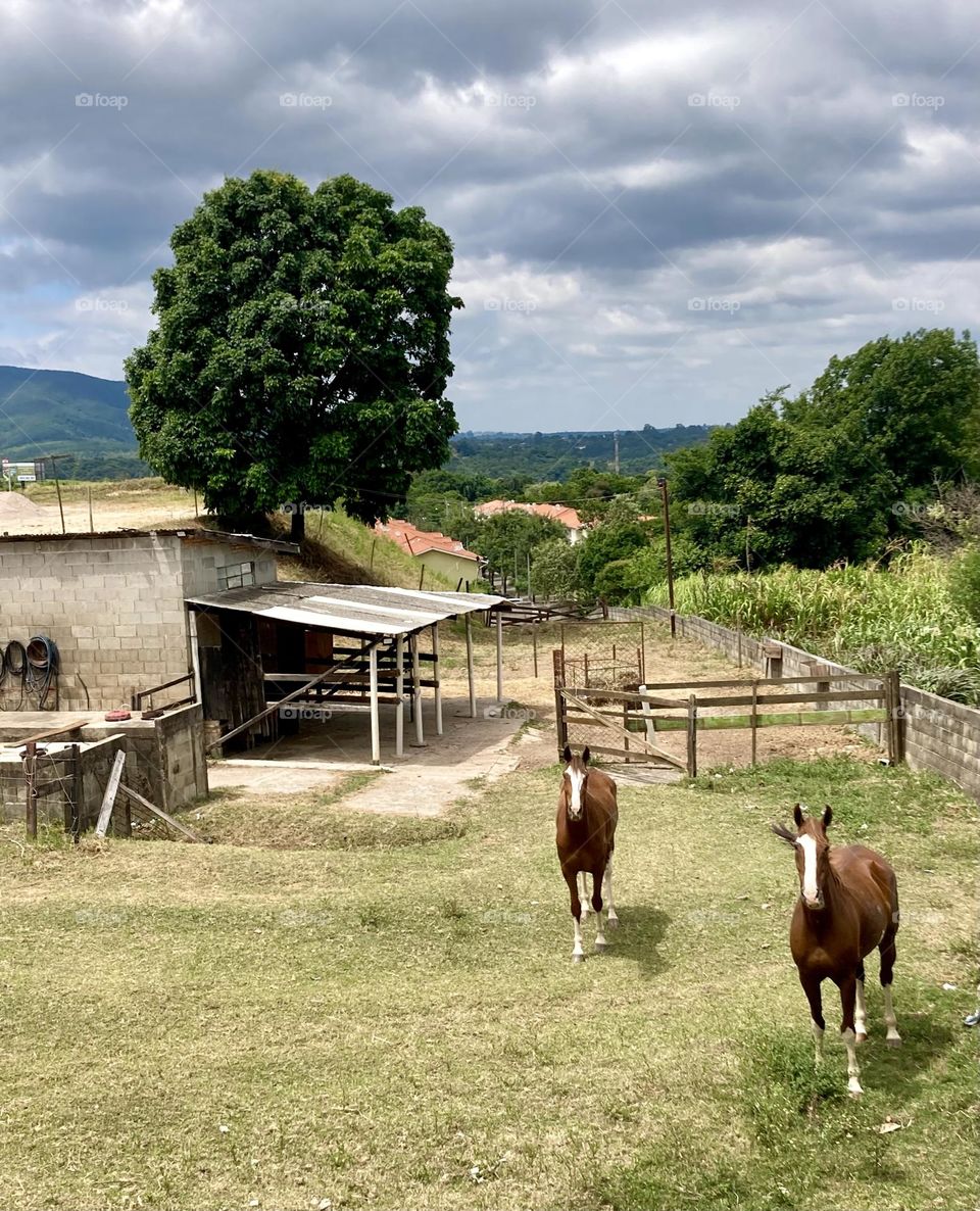 🇺🇸 Look at the horses enjoying the New Year. With this heat (it's midday), the animals must be looking for shade... / 🇧🇷 Olhe aí os cavalos curtindo o ano novo. Com esse calor (estamos ao meio-dia), os bichos devem estar procurando uma sombra…