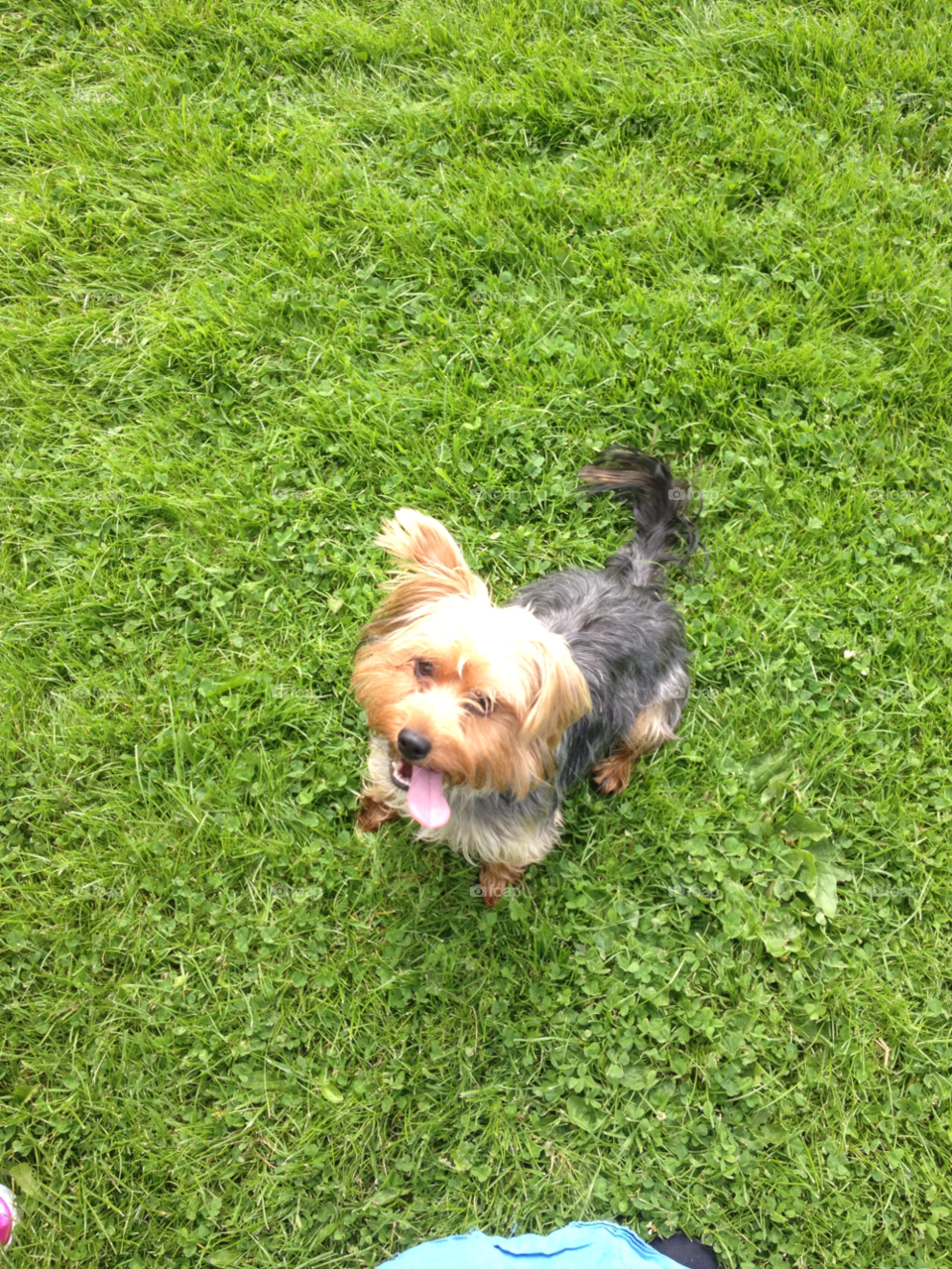 dog walks in the park you fetch it i m sexy and i know it by rachclynch