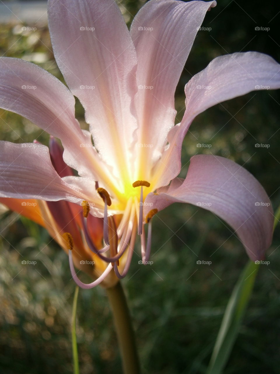 Blooming bright flower