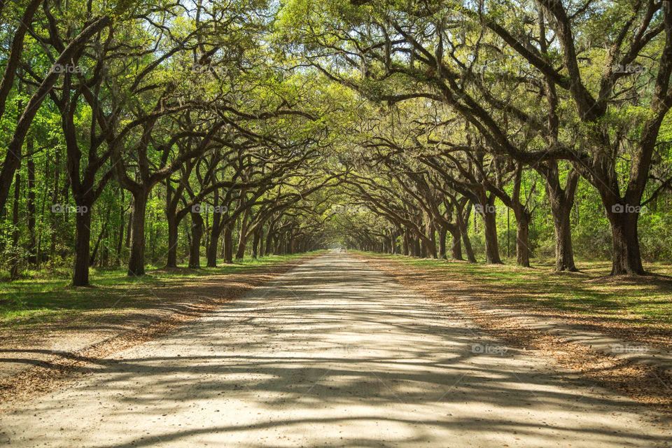 Trees shadow on empty road