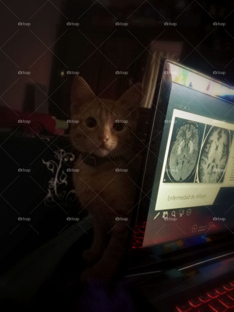 cat night job laptop brain
